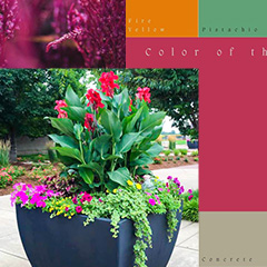 Complementary Planter Colors for Color of the Year 2023 Viva Magenta