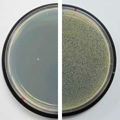See how new antibacterial products squash superbugs