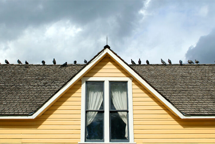 The Ultimate Roof Spikes Guide for Roosting Birds